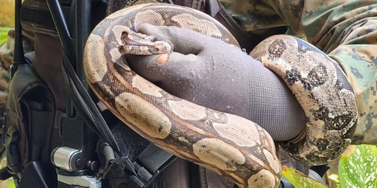 Jiboia é resgatada em condomínio em Salvador