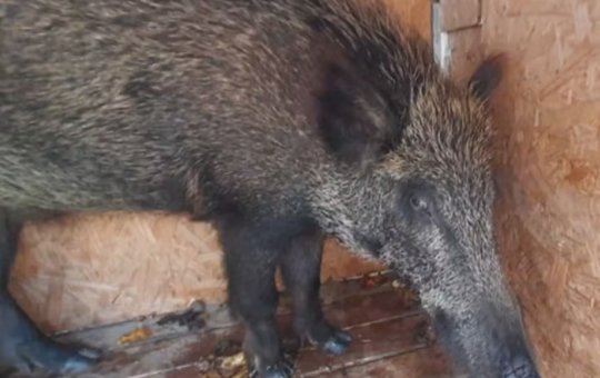 Após ser visto nas ruas de Porto Seguro, Javali-europeu é capturado