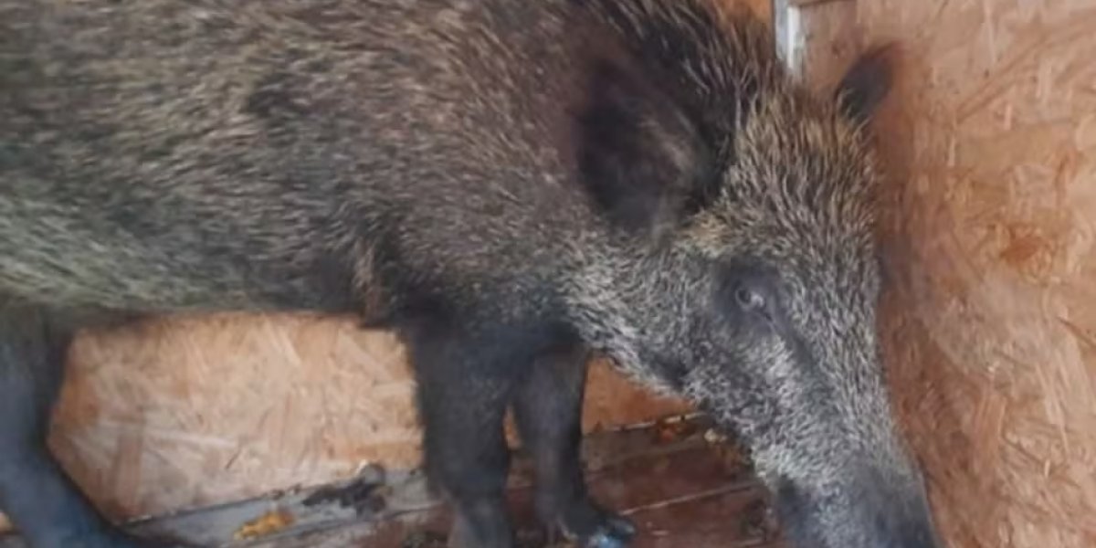 Após ser visto nas ruas de Porto Seguro, Javali-europeu é capturado
