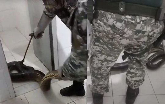 Cobra sucuri é resgatada dentro de presídio em Salvador