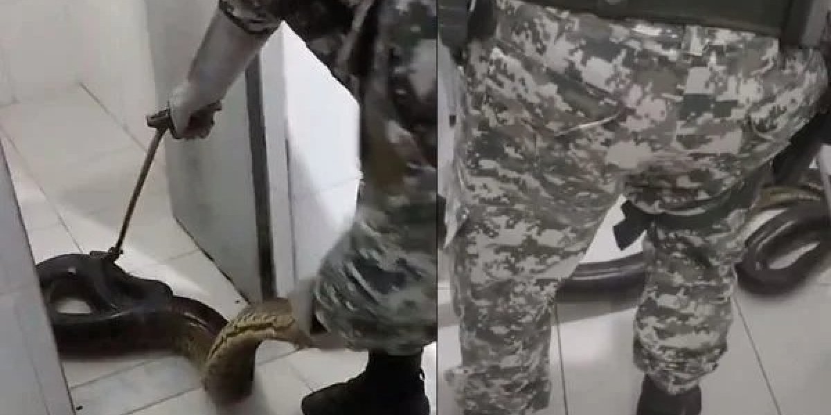 Cobra sucuri é resgatada dentro de presídio em Salvador