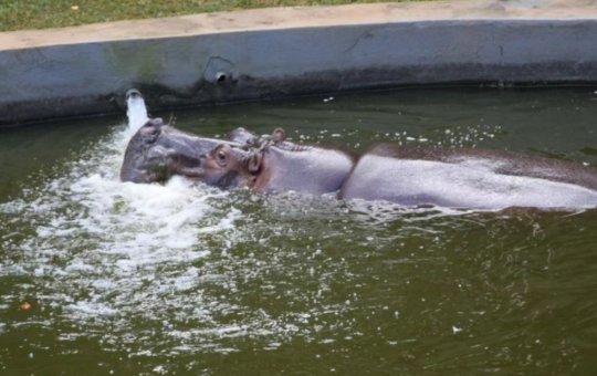 Para amenizar o calor, animais do zoológico de Salvador receberão sorvete