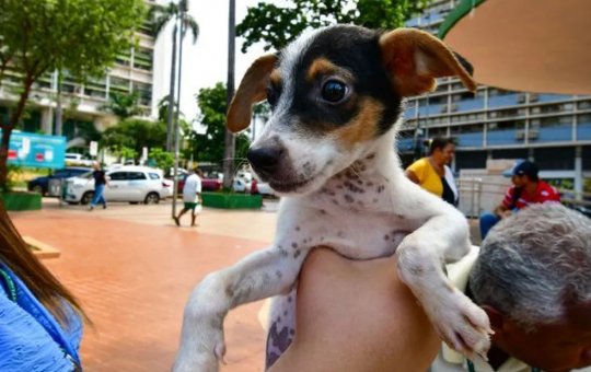 Feira de adoção de cães acontece nesta sexta-feira em Salvador