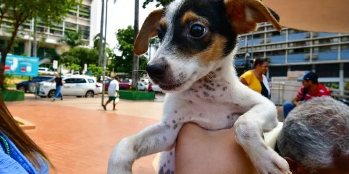Feira de adoção de cães acontece nesta sexta-feira em Salvador
