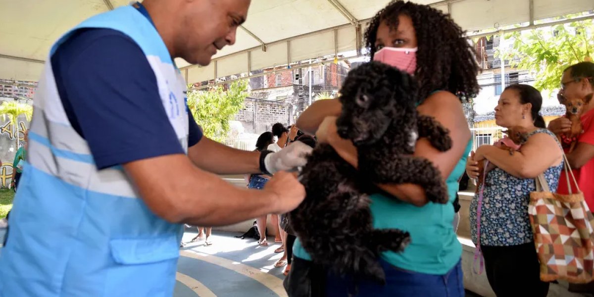 Salvador realiza mutirão para aplicação da vacina V10 em cães