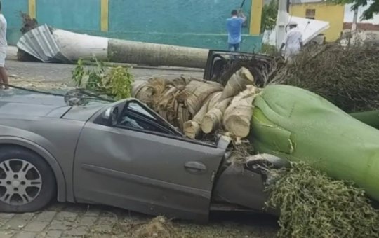 Palmeira cai sobre carro em São Miguel das Matas