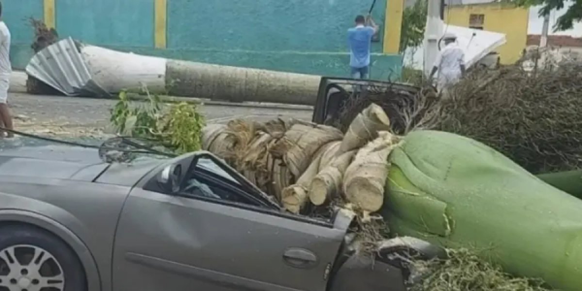 Palmeira cai sobre carro em São Miguel das Matas