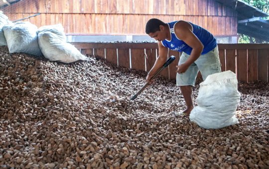 Embrapa: castanha impulsiona desenvolvimento sustentável na Amazônia