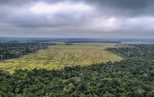 Desmatamento na Amazônia registra maior queda do ano em novembro