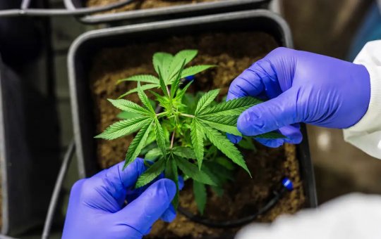 Juiz autoriza farmácia de manipulação a fabricar produtos de cannabis