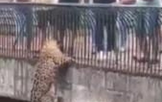 Onça-pintada escala pilastra e fica frente a frente com visitantes