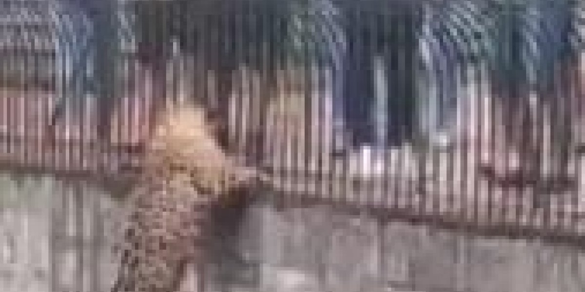 Onça-pintada escala pilastra e fica frente a frente com visitantes