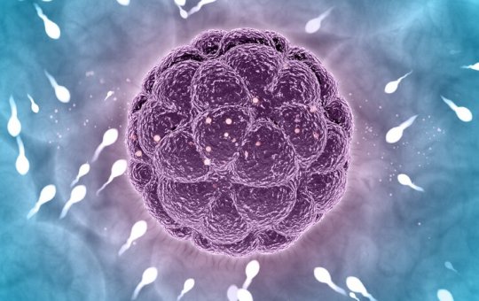 Idosa de 62 anos é autorizada a obter sêmen de falecido esposo