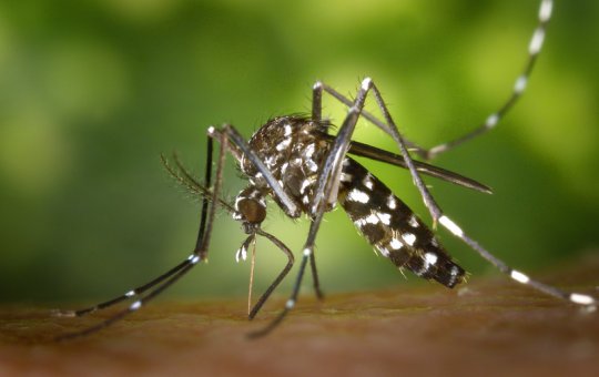 Casos de dengue crescem em 33% na Bahia em 2023