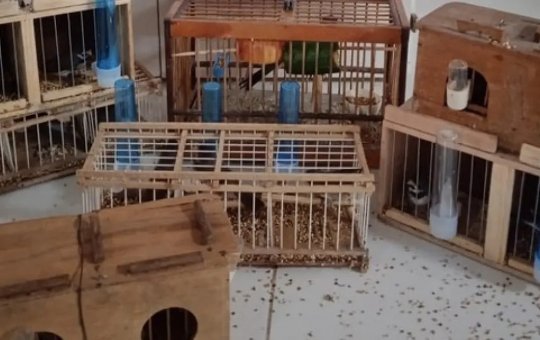 PRF resgata aves silvestres em ônibus que circulava por Vitória da Conquista