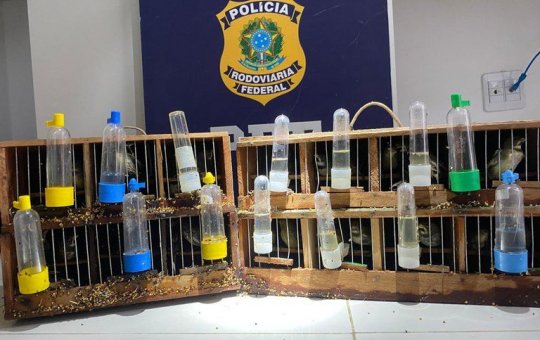 Homem é preso transportando 48 aves silvestres no interior da Bahia 