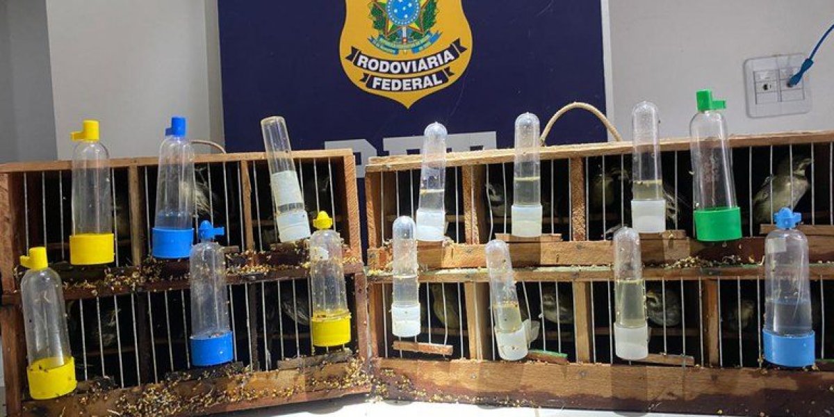 Homem é preso transportando 48 aves silvestres no interior da Bahia