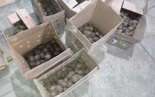 Polícia Rodoviária Federal apreende carro com cerca de 800 animais na BA