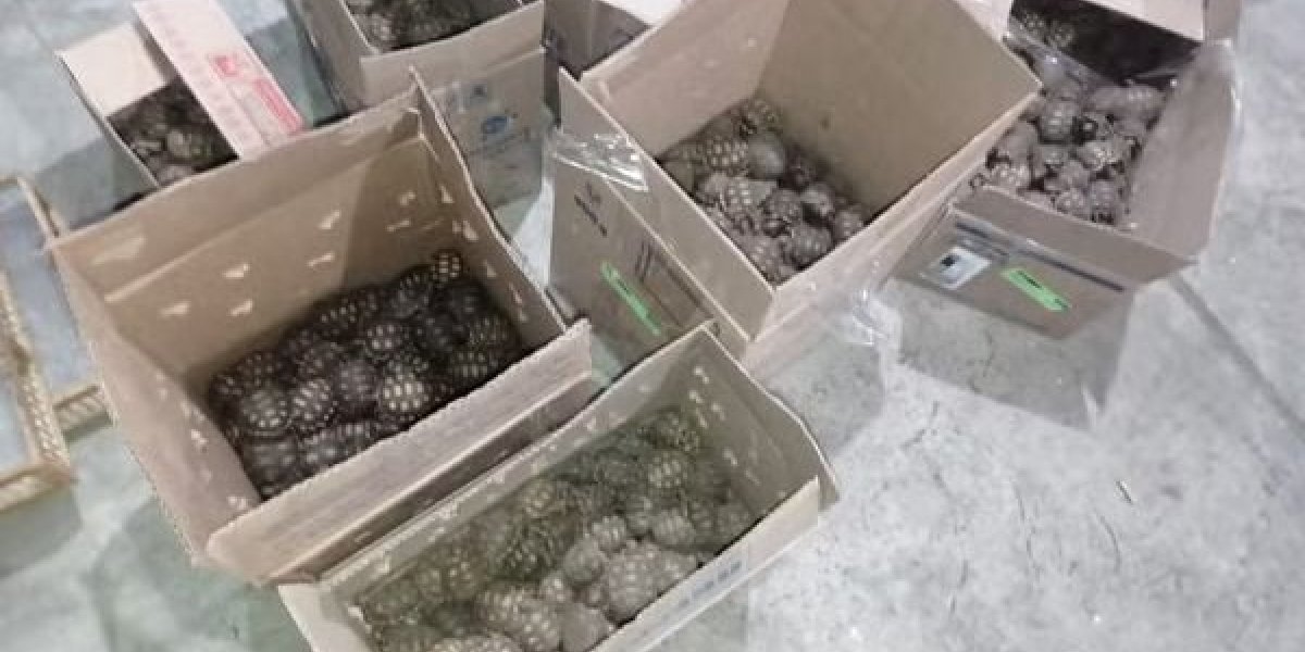 Polícia Rodoviária Federal apreende carro com cerca de 800 animais na BA