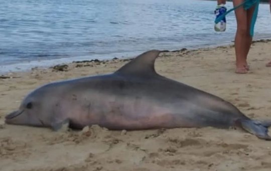Banhistas encontram golfinho morto em praia do Subúrbio de Salvador