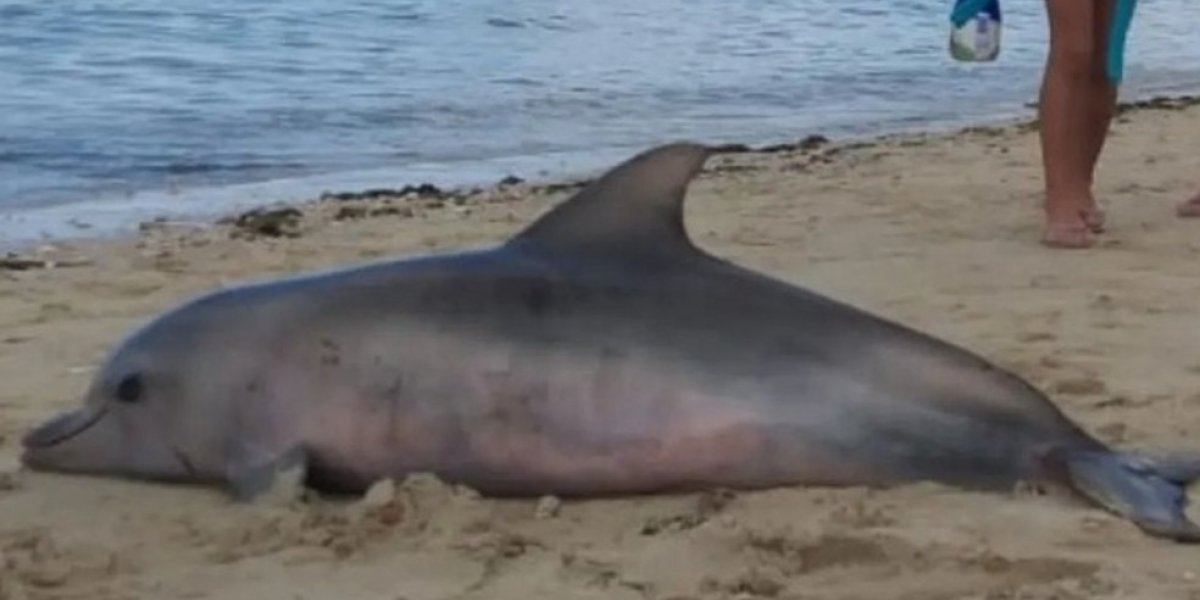 Banhistas encontram golfinho morto em praia do Subúrbio de Salvador