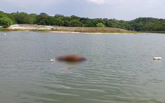 Corpo de cavalo é encontrado boiando na Lagoa do Abaeté