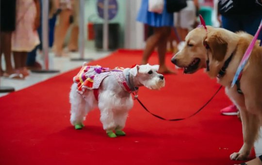 Shopping Bela Vista irá receber bloquinho com desfile para cães