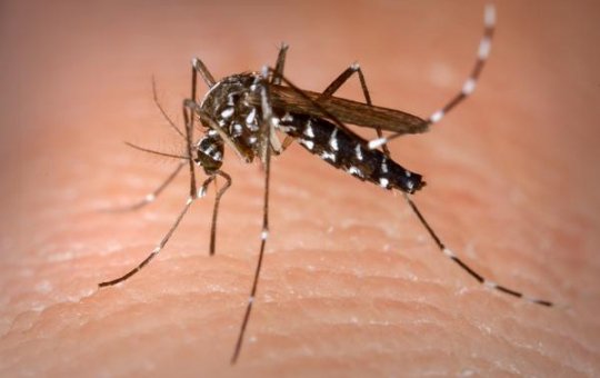 El Niño e altas temperaturas favorecem aumento de casos de dengue