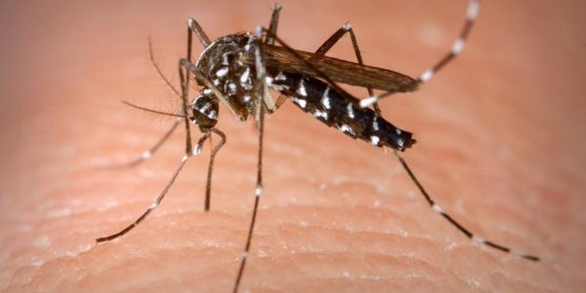 El Niño e altas temperaturas favorecem aumento de casos de dengue