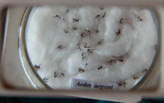 Ações preventivas de combate ao Aedes aegypti serão intensificadas nos circuitos