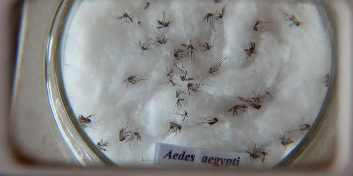Ações preventivas de combate ao Aedes aegypti serão intensificadas nos circuitos