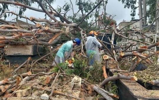 Árvore cai em cemitério na Bahia e danifica 20 túmulos