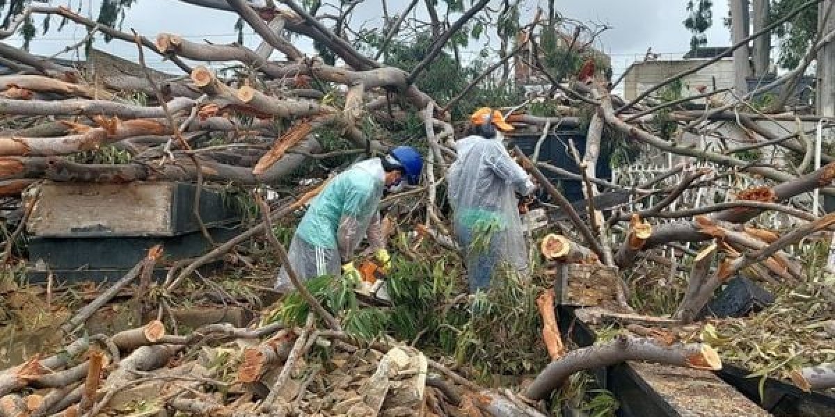 Árvore cai em cemitério na Bahia e danifica 20 túmulos