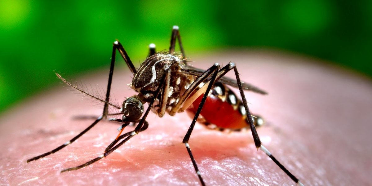 Brasil terá centro de emergência para combate da dengue 