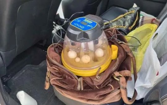 Estrangeiras são presas por traficar ovos de araras nativas da Bahia