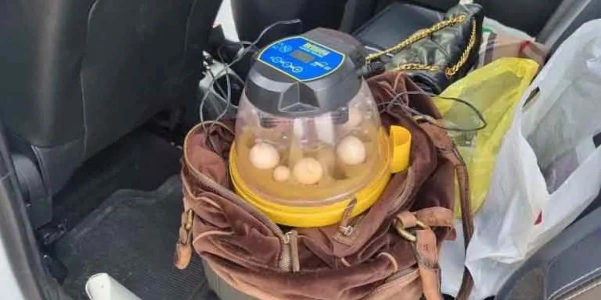 Estrangeiras são presas por traficar ovos de araras nativas da Bahia