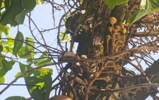 Jiboia de 1,5 metros é resgatada pela Guarda Civil na Casa da Mulher Brasileira