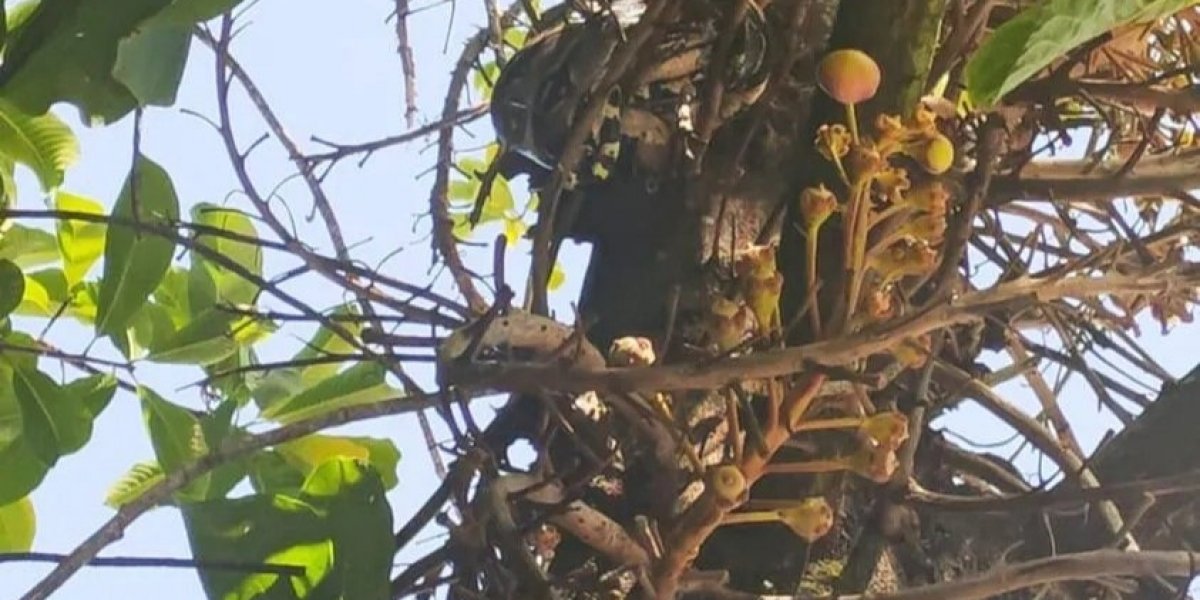 Jiboia de 1,5 metros é resgatada pela Guarda Civil na Casa da Mulher Brasileira