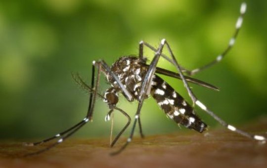Rio de Janeiro confirma primeira morte por dengue no ano