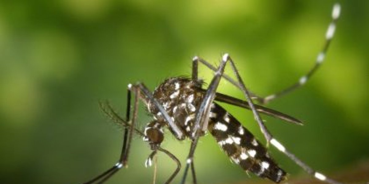 Rio de Janeiro confirma primeira morte por dengue no ano