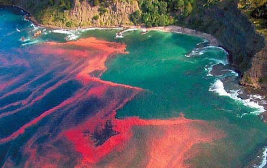 Fenômeno da Maré Vermelha acende alerta no estado de Pernambuco