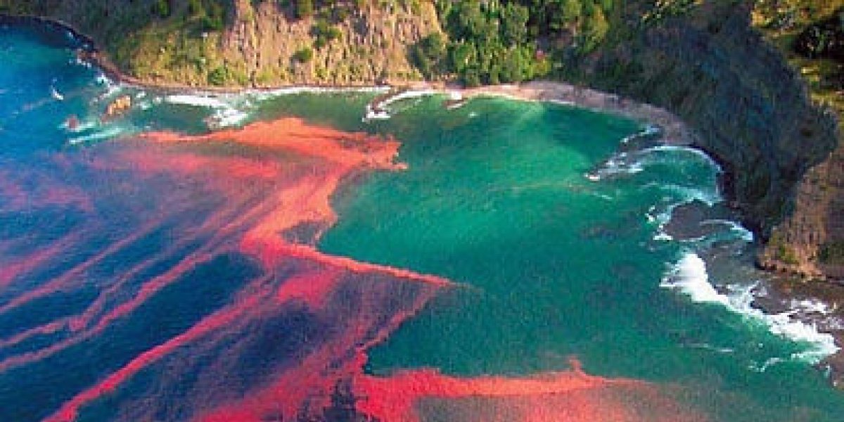 Fenômeno da Maré Vermelha acende alerta no estado de Pernambuco