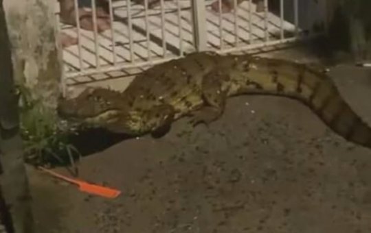 Após temporal em Feira de Santana, um jacaré é visto à solta