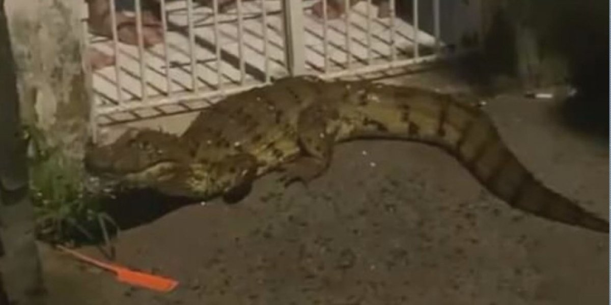 Após temporal em Feira de Santana, um jacaré é visto à solta