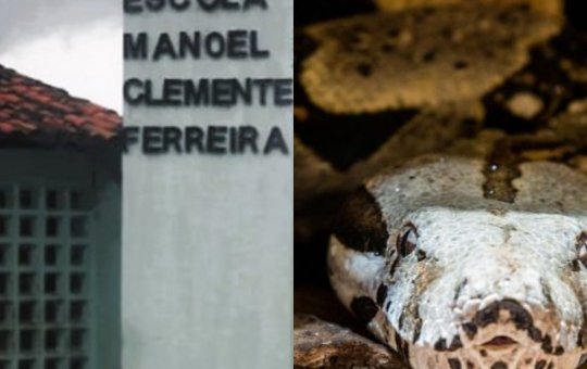 Dois filhotes de cobra são achados em escola