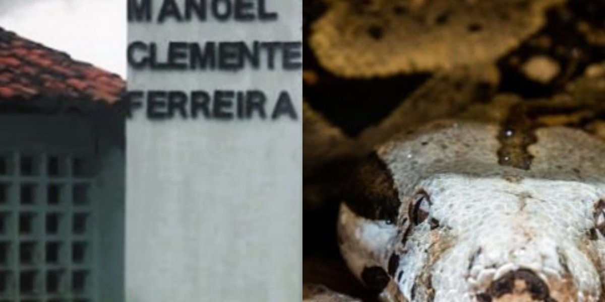 Dois filhotes de cobra são achados em escola