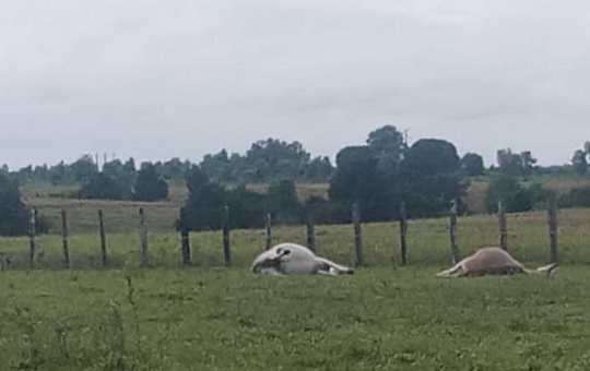Animais morrem eletrocutados em fazenda na Bahia; veja