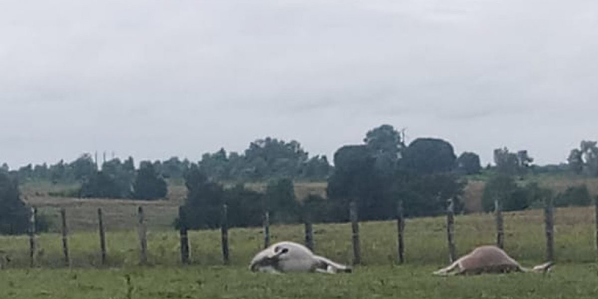 Animais morrem eletrocutados em fazenda na Bahia; veja