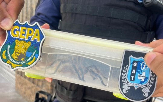 Maior espécie de aranha do mundo é resgatada no Centro Histórico