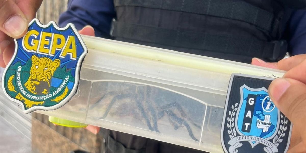 Maior espécie de aranha do mundo é resgatada no Centro Histórico